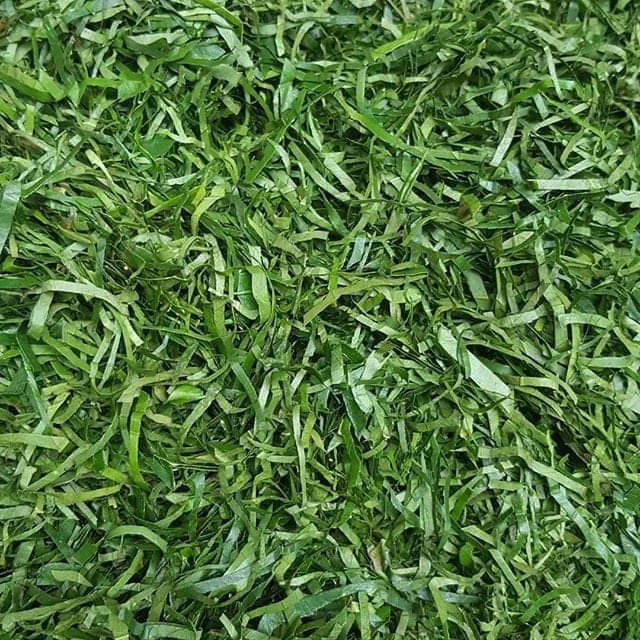 JannyMart Dried Utazi Leaves